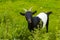 Cute black and white goatling green meadow Kent England