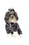 Cute black, white and grey Bichon Havanese dog dressed with warm, winter coat with legs in dark navy blue and pink dots. Isolated