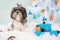 Cute black-white-grey Bichon Havanese dog with hair bow sitting on an artificial snow blanket with white Christmas tree decorated