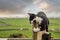 Cute black and white kitten playing on an old weathered parking fee sign, Green field and beautiful colorful sky out of focus in