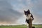 Cute black and white kitten playing on an old weathered parking fee sign, Green field and beautiful colorful sky out of focus in