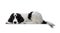 Cute black and white Landseer puppy