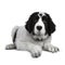 Cute black and white Landseer puppy