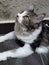 Cute black and white marble adult 4 year old big cat fluffy long tail lay on dark brown tile wear harness look up stare at the sky