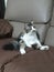 Cute black and white marble adult 4 year old big cat fluffy long tail sit like people human on couch dilated eyes white paws