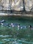 Cute black and white penguins swimming in water at zoo