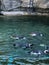 Cute black and white penguins swimming in water at zoo