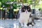 Cute Black and white Persian cat siting on floor and look at camera, pet and animal