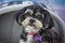 Cute black and white puppy cavoodle, cockapoo, poodle cross looking wistful