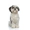 Cute black and white shih tzu sitting