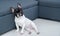 Cute black and white short-haired young French bulldog lounging on the floor nearby blue sofa bed in the living room