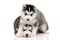 Cute black and white siberian husky puppy sitting and looking on