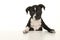 Cute black and white stafford terrier puppy looking at the camera standig on a white background