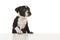 Cute black and white stafford terrier puppy on a white background