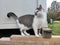 Cute black and white tabby cat with curious glimpse standing on wooden plank