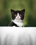 Cute black and white tuxedo british shorthair kitten portrait