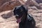 Cute black young dog walking at Atacama desert and looking away