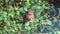 A cute blackbird chick sits in a hedge singing and preening itself