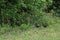 Cute blackbirds walking in a field