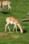 Cute blackbuck fawn