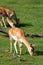 Cute blackbuck fawn