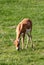 Cute blackbuck fawn