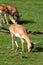 Cute blackbuck fawn