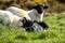 Cute blackface sheep lambs in a field in County Donegal - Ireland