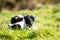 Cute blackface sheep lambs in a field in County Donegal - Ireland