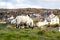 Cute blackface sheep lambs in a field in County Donegal - Ireland