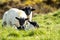 Cute blackface sheep lambs in a field in County Donegal - Ireland