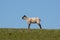 Cute bleating lamb in a grazing field