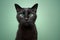 cute blind black cat portrait on mint green background