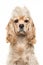 Cute blond cocker spaniel dog portrait