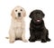 Cute blond golden retriever and black labrador retriever puppy