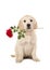 Cute blond golden retriever puppy with a red rose in her mouth