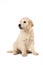 Cute blond golden retriever puppy sitting