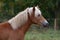 Cute blonde horse