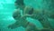 Cute blonde toddler in protective glasses is diving under the water together with his mother in the swimming pool trying