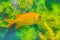 Cute Blotcheye soldierfish (Myripristis murdjan) is swimming in