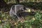 cute blue American Burmese cat plays with a dry leaf