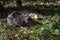 cute blue American Burmese cat plays with a dry leaf