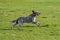 Cute blue belton English Setter dog is running cross on a meadow