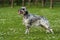 Cute blue belton English Setter dog in a spring flowering meadow