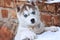 Cute blue-eyed puppy of a husky on a brick wall background