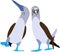 Cute Blue-footed booby vector