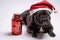 Cute blue french bulldog wearing Santa Claus hat and standing to a wishes jar