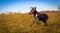 A cute blue Great Dane puppy runs left in a field with blue skies