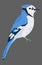Cute Blue Jay bird icon. Sitting animal sign.