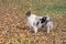 Cute blue merle shetland collie is standing on yellow leaves in the autumn park. Pet animals